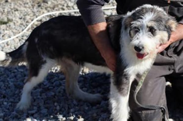 Lania - verspielte Hündin