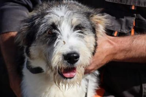 Lania - verspielte Hündin