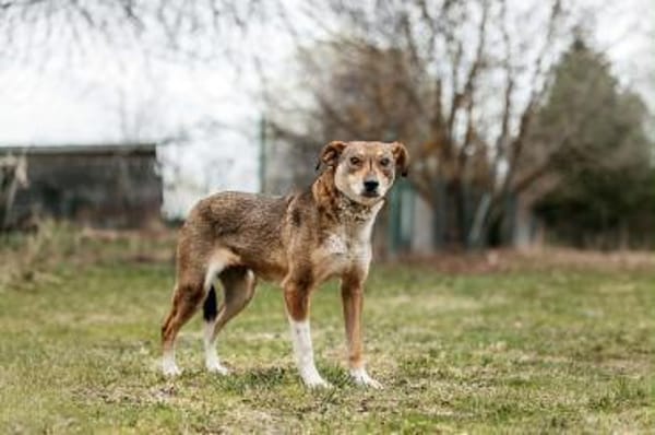Liebevolle Heidi sucht ihre Menschen
