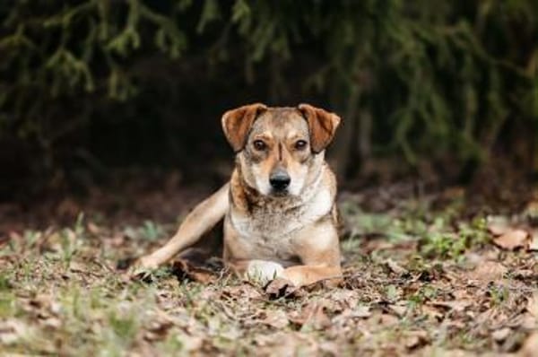 Liebevolle Heidi sucht ihre Menschen