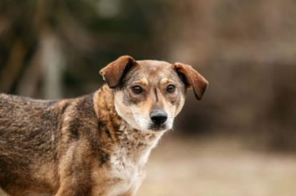 Liebevolle Heidi sucht ihre Menschen