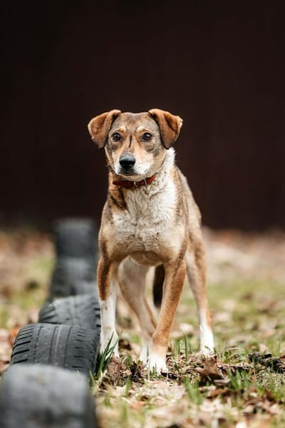Liebevolle Heidi sucht ihre Menschen