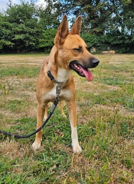 engagierter Jorge will gesehen werden