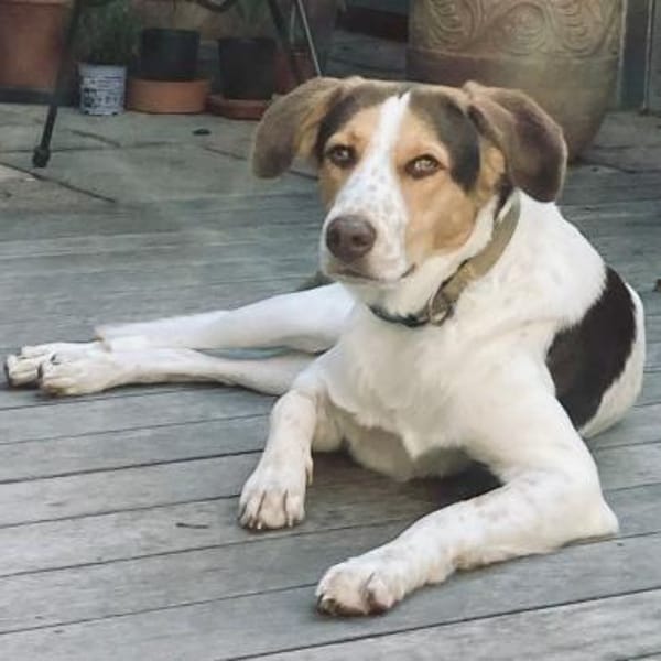 Eddy - muss wieder Vertrauen lernen