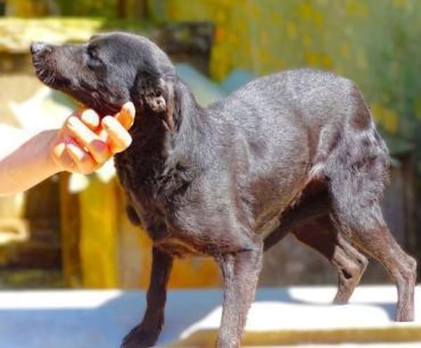 FEY sucht Familienanschluss