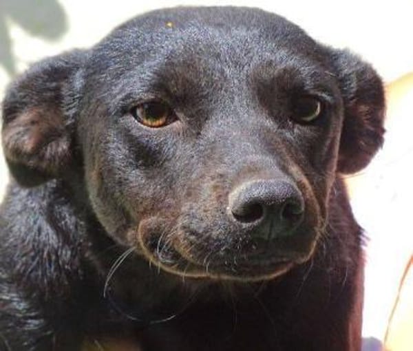 FEY sucht Familienanschluss