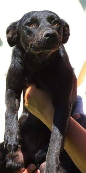 FEY sucht Familienanschluss