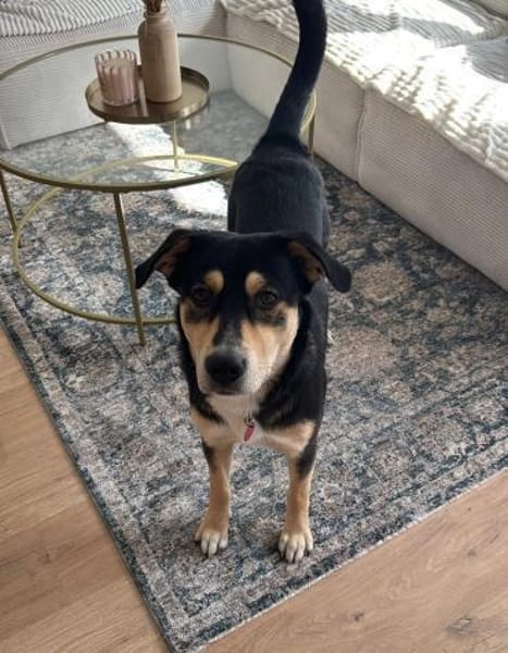 AARNE sucht erfahrenes Zuhause