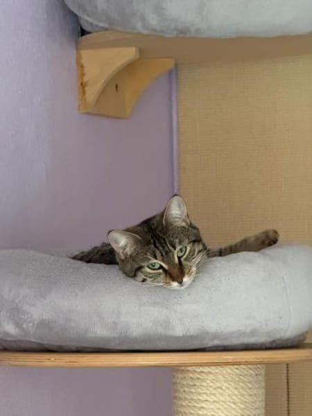 Mercy sucht ein liebevolles Zuhause