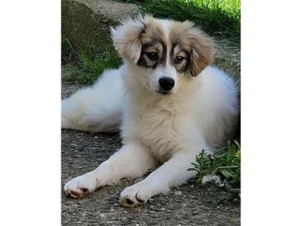 Diana - wartet in 76437 Rastatt