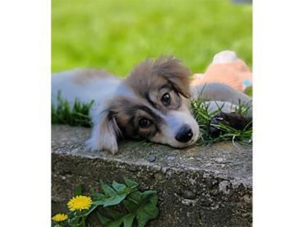 Diana - wartet in 76437 Rastatt