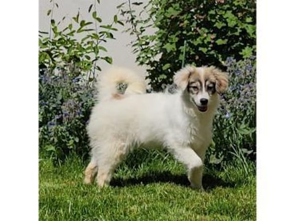 Diana - wartet in 76437 Rastatt