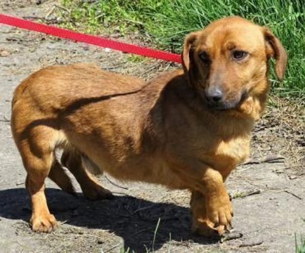 Kleiner PASHA sucht Zuhause