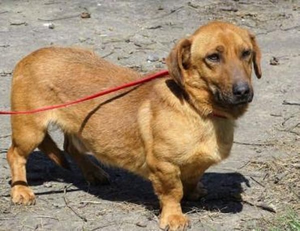 Kleiner PASHA sucht Zuhause