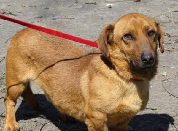 Kleiner PASHA sucht Zuhause