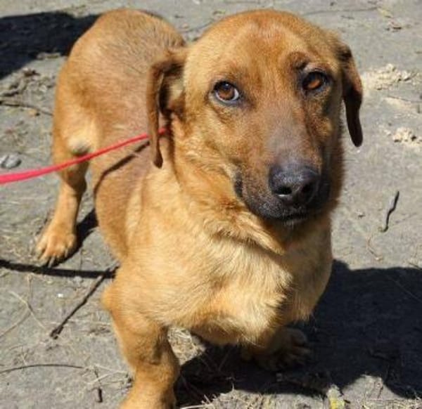 Kleiner PASHA sucht Zuhause