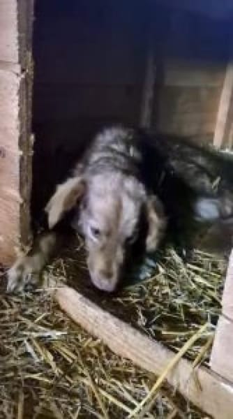 Foxa 33 cm (Pflegestelle)