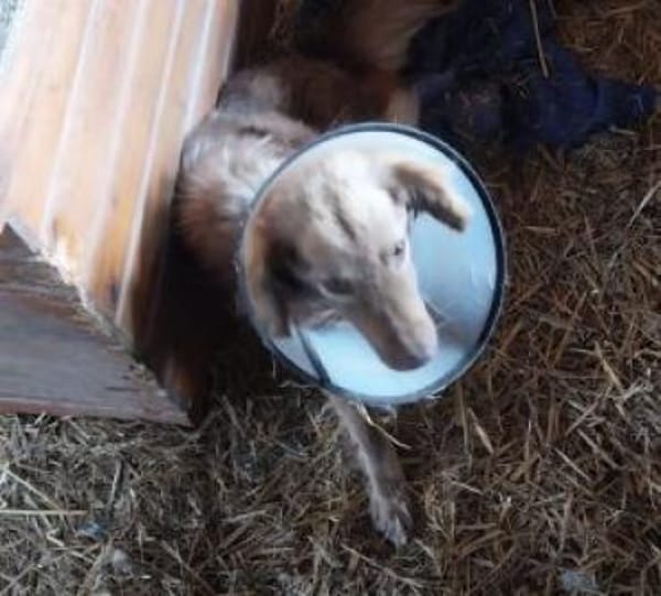 Foxa 33 cm (Pflegestelle)