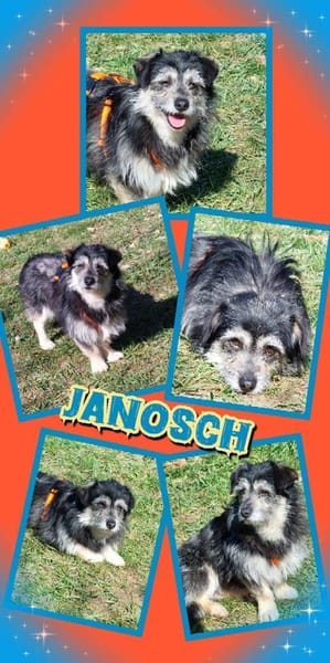 lieber kleiner Janosch auf PS 90562