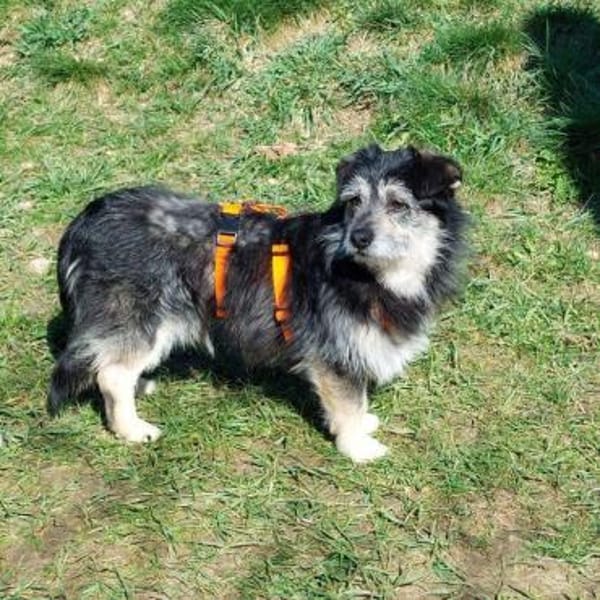 lieber kleiner Janosch auf PS 90562