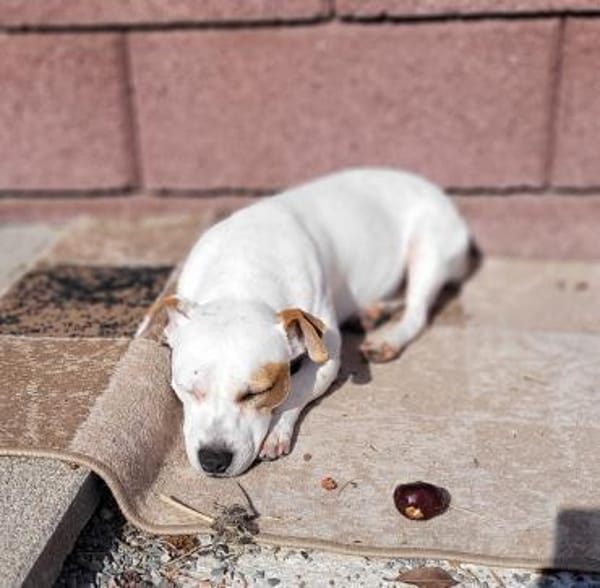 Traum Jack Russll Raton sucht Körbchen
