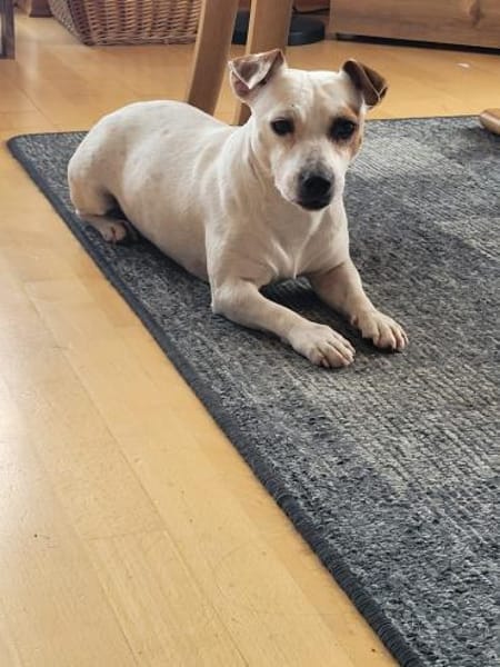 Traum Jack Russll Raton sucht Körbchen