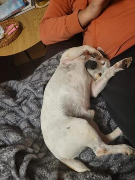 Traum Jack Russll Raton sucht Körbchen