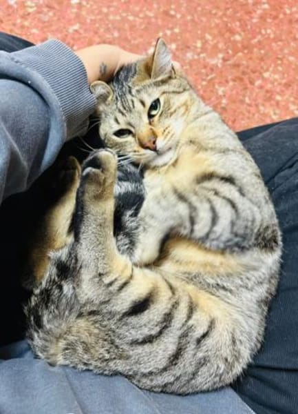 Pachi Verschmuster Tiger sucht Familie