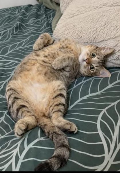 Pachi Verschmuster Tiger sucht Familie