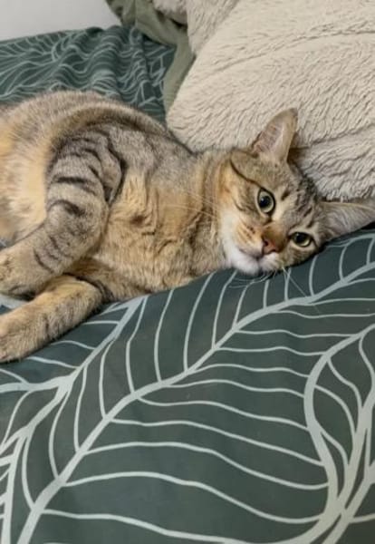 Pachi Verschmuster Tiger sucht Familie