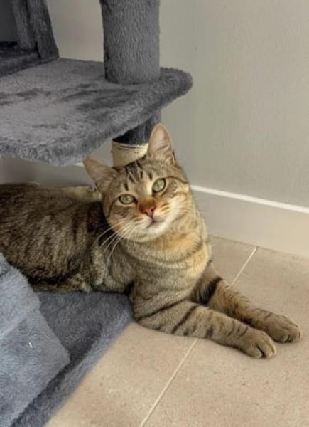 Pachi Verschmuster Tiger sucht Familie