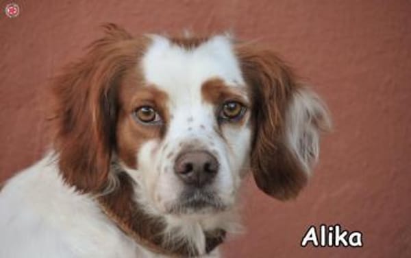 ALIKA