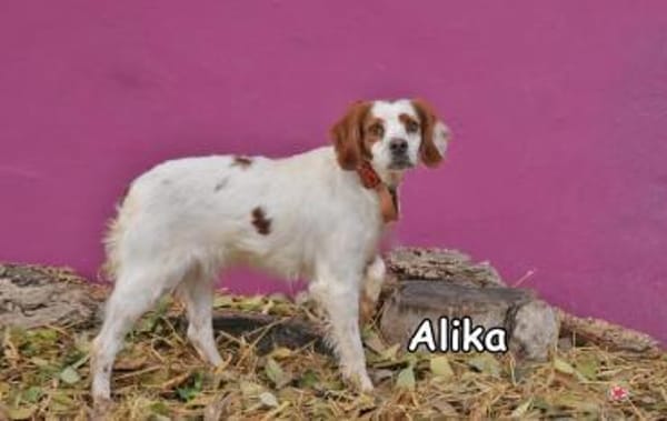 ALIKA
