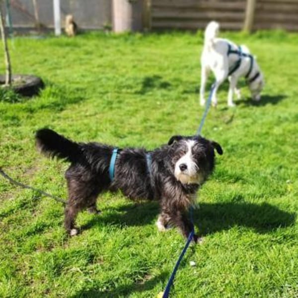 Benji - Schüchterner Prinz Charming