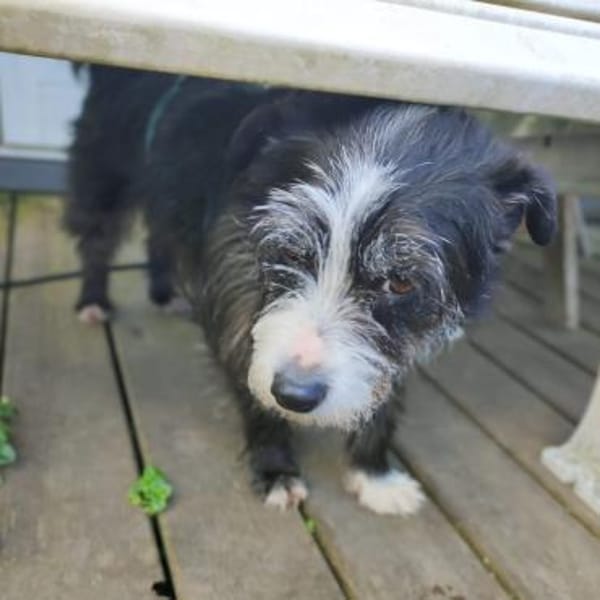 Benji - Schüchterner Prinz Charming