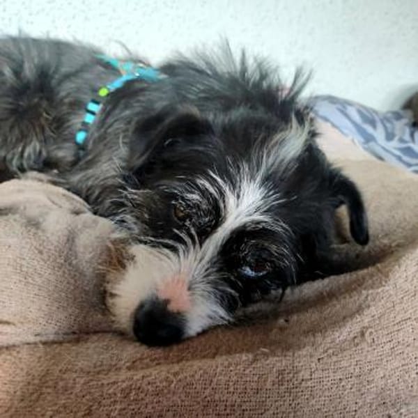 Benji - Schüchterner Prinz Charming