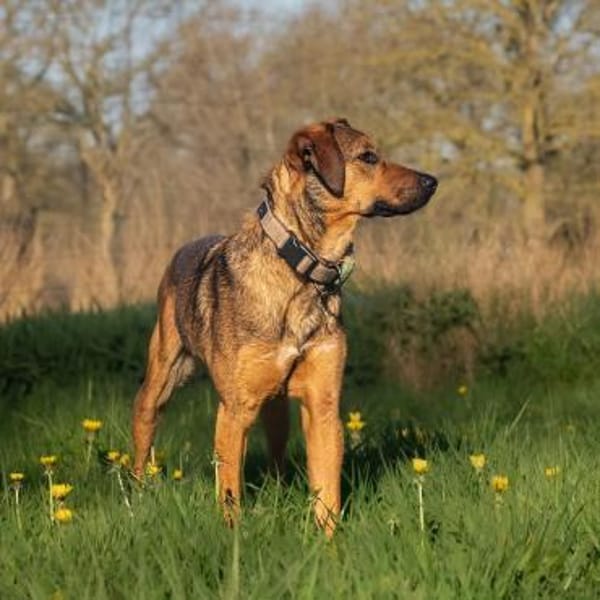 Carlo - Junghund sucht Hundeerfahre