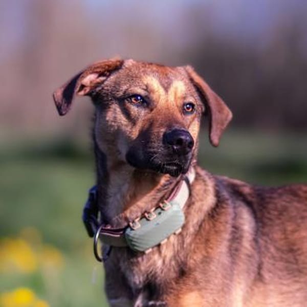 Carlo - Junghund sucht Hundeerfahre