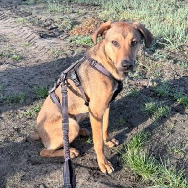 Carlo - Junghund sucht Hundeerfahre