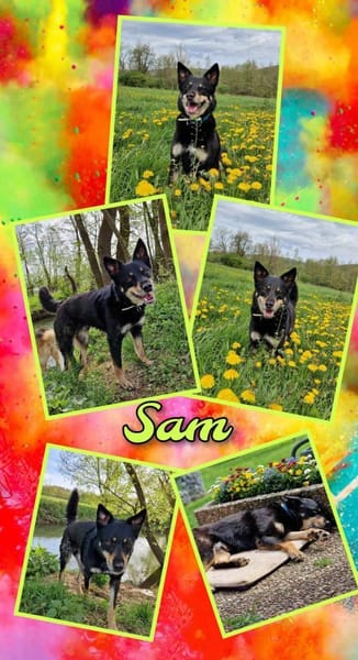 aktiver Sam auf PS in 90571 Schwaig