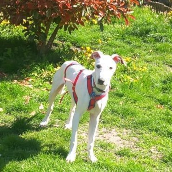 Galgomixjunge Pinto sucht sein Glück