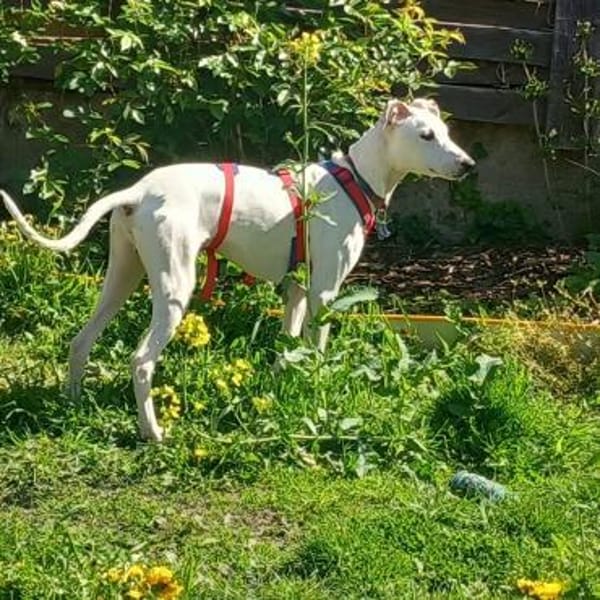 Galgomixjunge Pinto sucht sein Glück