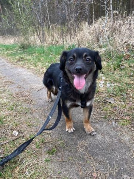 Enya  🐾❤ auf PS in 15345 Rehfelde