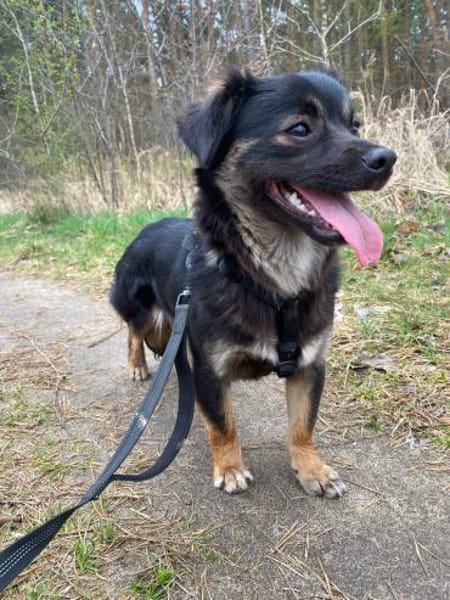 Enya  🐾❤ auf PS in 15345 Rehfelde