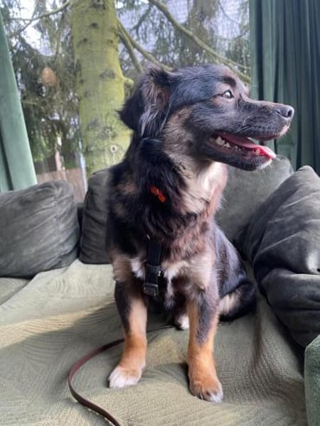 Enya  🐾❤ auf PS in 15345 Rehfelde