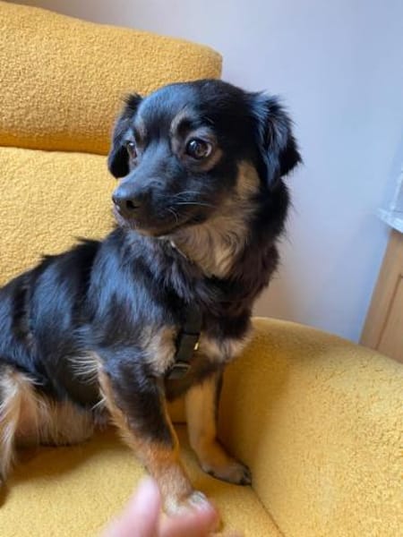 Enya  🐾❤ auf PS in 15345 Rehfelde