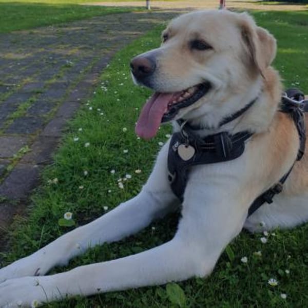 Abby - Einzelprinzessin & Katzenfreundin