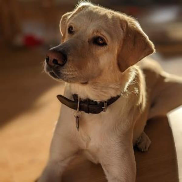 Abby - Einzelprinzessin & Katzenfreundin