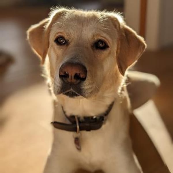 Abby - Einzelprinzessin & Katzenfreundin