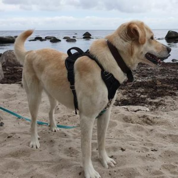 Abby - Einzelprinzessin & Katzenfreundin